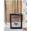 Image 1 : Frame Of 2 Giant Peruvian Grasshoppers Taxidermy