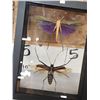Image 4 : Frame Of 2 Giant Peruvian Grasshoppers Taxidermy