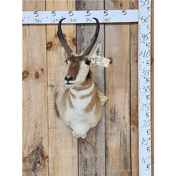 Pronghorn Antelope Shoulder Mount Taxidermy