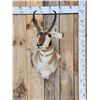 Image 1 : Pronghorn Antelope Shoulder Mount Taxidermy