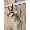 Image 2 : Pronghorn Antelope Shoulder Mount Taxidermy
