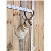Image 3 : Pronghorn Antelope Shoulder Mount Taxidermy