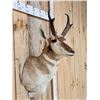 Image 4 : Pronghorn Antelope Shoulder Mount Taxidermy