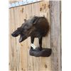 Image 4 : African Bush Pig Half Body Taxidermy Mount