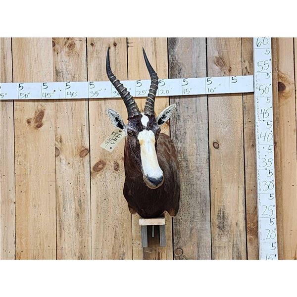 African Blesbok Wall Pedestal Taxidermy Mount