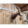 Image 3 : African Blesbok Wall Pedestal Taxidermy Mount