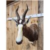 Image 5 : African Blesbok Wall Pedestal Taxidermy Mount