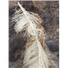 Image 3 : Vintage African Tribal Breast Plate