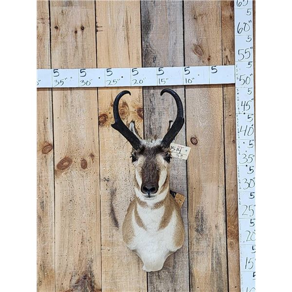 Pronghorn Antelope Shoulder Mount Taxidermy