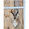 Image 1 : Pronghorn Antelope Shoulder Mount Taxidermy