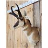 Image 2 : Pronghorn Antelope Shoulder Mount Taxidermy