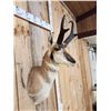 Image 3 : Pronghorn Antelope Shoulder Mount Taxidermy