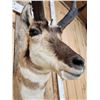 Image 4 : Pronghorn Antelope Shoulder Mount Taxidermy