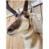 Image 5 : Pronghorn Antelope Shoulder Mount Taxidermy