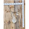 Image 1 : Fallow Deer Shoulder Mount Taxidermy