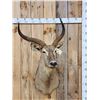 Image 1 : African Waterbuck Shoulder Mount Taxidermy