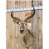 Image 2 : African Waterbuck Shoulder Mount Taxidermy