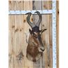 Image 1 : African Hartebeest Shoulder Mount Taxidermy