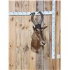 Image 2 : African Hartebeest Shoulder Mount Taxidermy