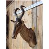 Image 3 : African Hartebeest Shoulder Mount Taxidermy
