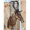 Image 4 : African Hartebeest Shoulder Mount Taxidermy