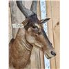 Image 5 : African Hartebeest Shoulder Mount Taxidermy