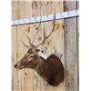 Image 2 : Red Stag Shoulder Mount Taxidermy