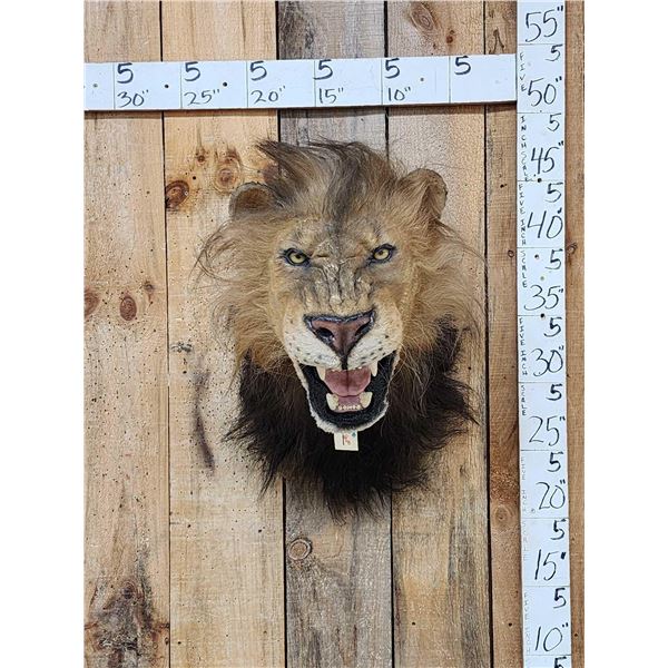 Reproduction African Black Mane Lion Shoulder Mount Taxidermy