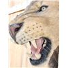 Image 4 : Reproduction African Black Mane Lion Shoulder Mount Taxidermy