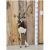 Image 1 : Indian Black Buck Half Body Taxidermy Mount