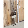 Image 2 : Indian Black Buck Half Body Taxidermy Mount