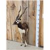 Image 3 : Indian Black Buck Half Body Taxidermy Mount