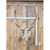 Image 2 : Caribou Shoulder Mount Taxidermy