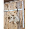 Image 3 : Caribou Shoulder Mount Taxidermy