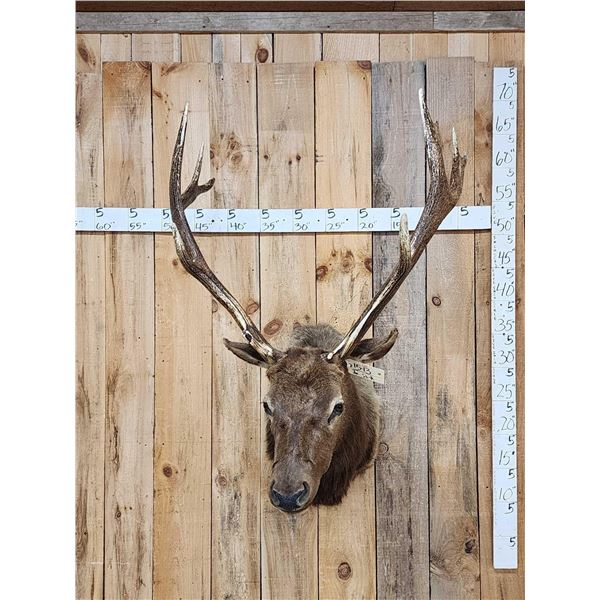 6x6 Elk Shoulder Mount Taxidermy