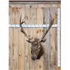 Image 1 : 6x6 Elk Shoulder Mount Taxidermy