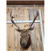 Image 2 : 6x6 Elk Shoulder Mount Taxidermy