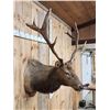 Image 5 : 6x6 Elk Shoulder Mount Taxidermy