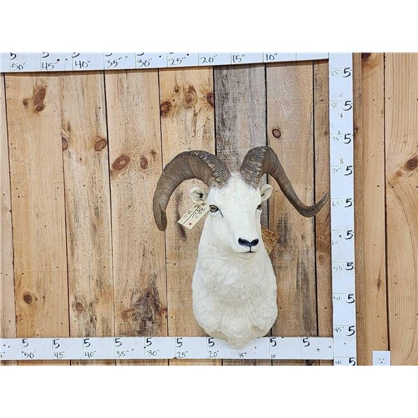 Alaskan Dall Sheep Shoulder Mount Taxidermy