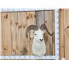 Image 1 : Alaskan Dall Sheep Shoulder Mount Taxidermy