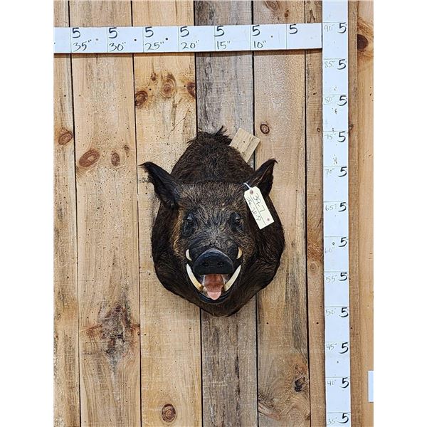 Wild Boar Hog Shoulder Mount Taxidermy