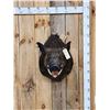 Image 1 : Wild Boar Hog Shoulder Mount Taxidermy