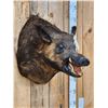 Image 2 : Wild Boar Hog Shoulder Mount Taxidermy