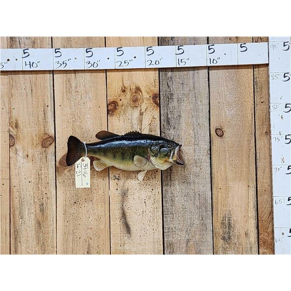 19" Largemouth Bass Real Skin Fish Taxidermy
