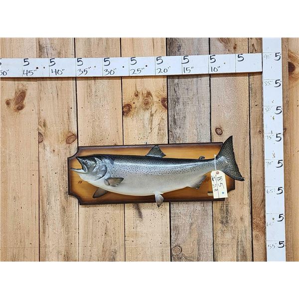 29" Chinook Salmon Real Skin Fish Taxidermy