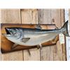 Image 2 : 29" Chinook Salmon Real Skin Fish Taxidermy