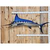 Image 1 : 8' 7" Marlin Reproduction Fish Taxidermy