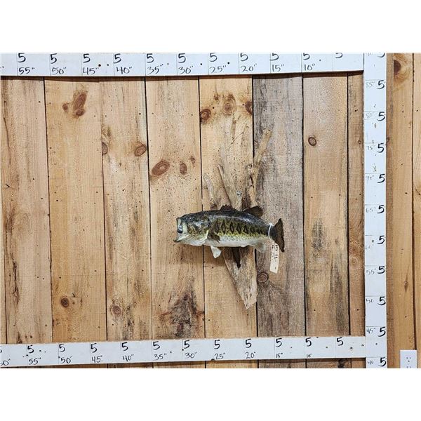 20" Largemouth Bass Real Skin Fish Taxidermy
