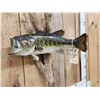 Image 3 : 20" Largemouth Bass Real Skin Fish Taxidermy