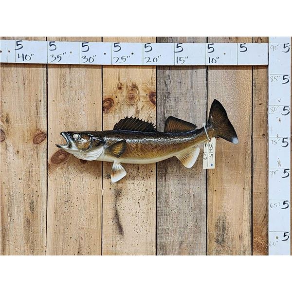 28" Walleye Real Skin Fish Taxidermy